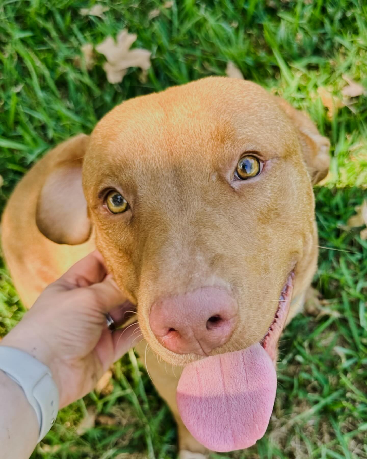 adopt 1