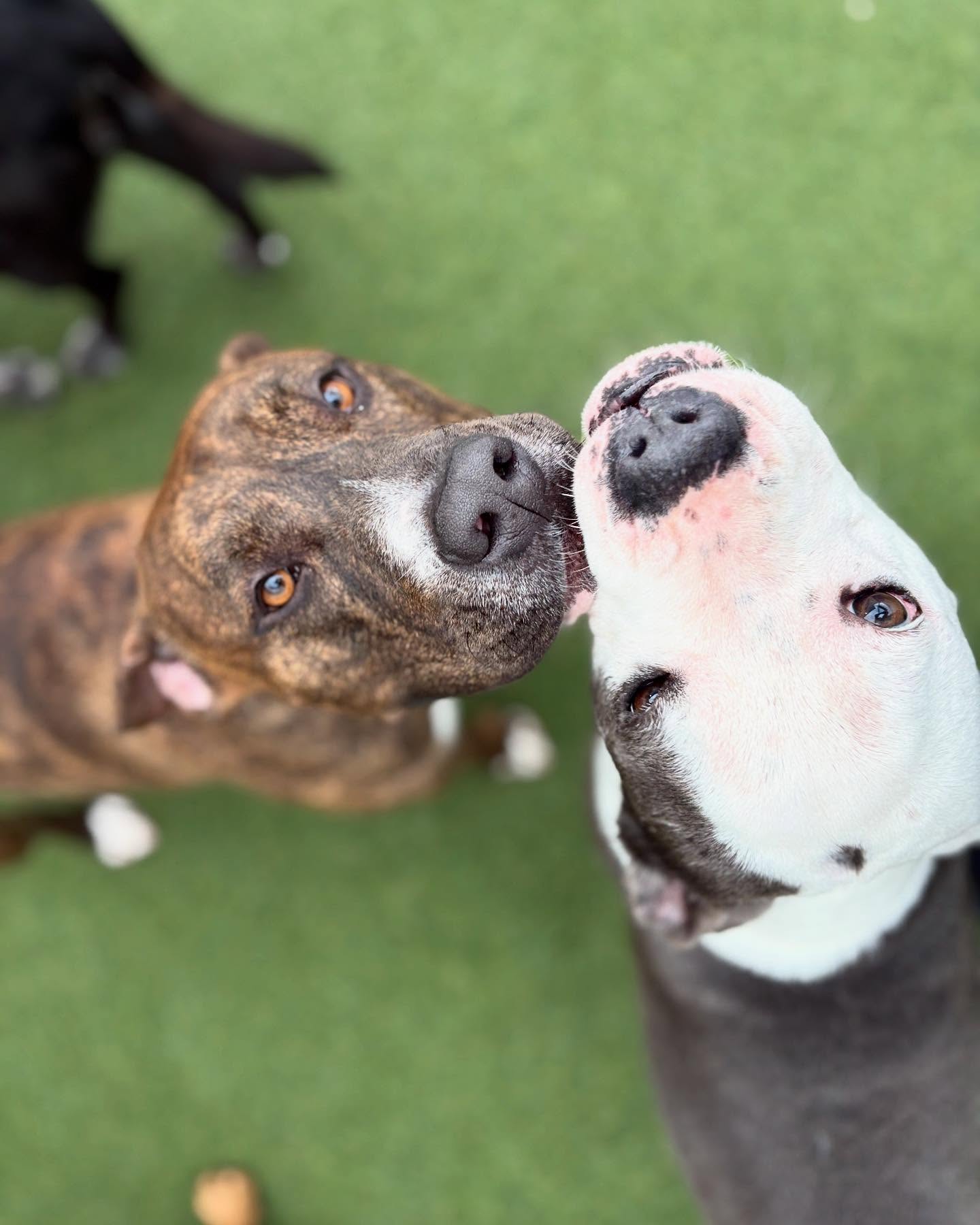 adopt 3