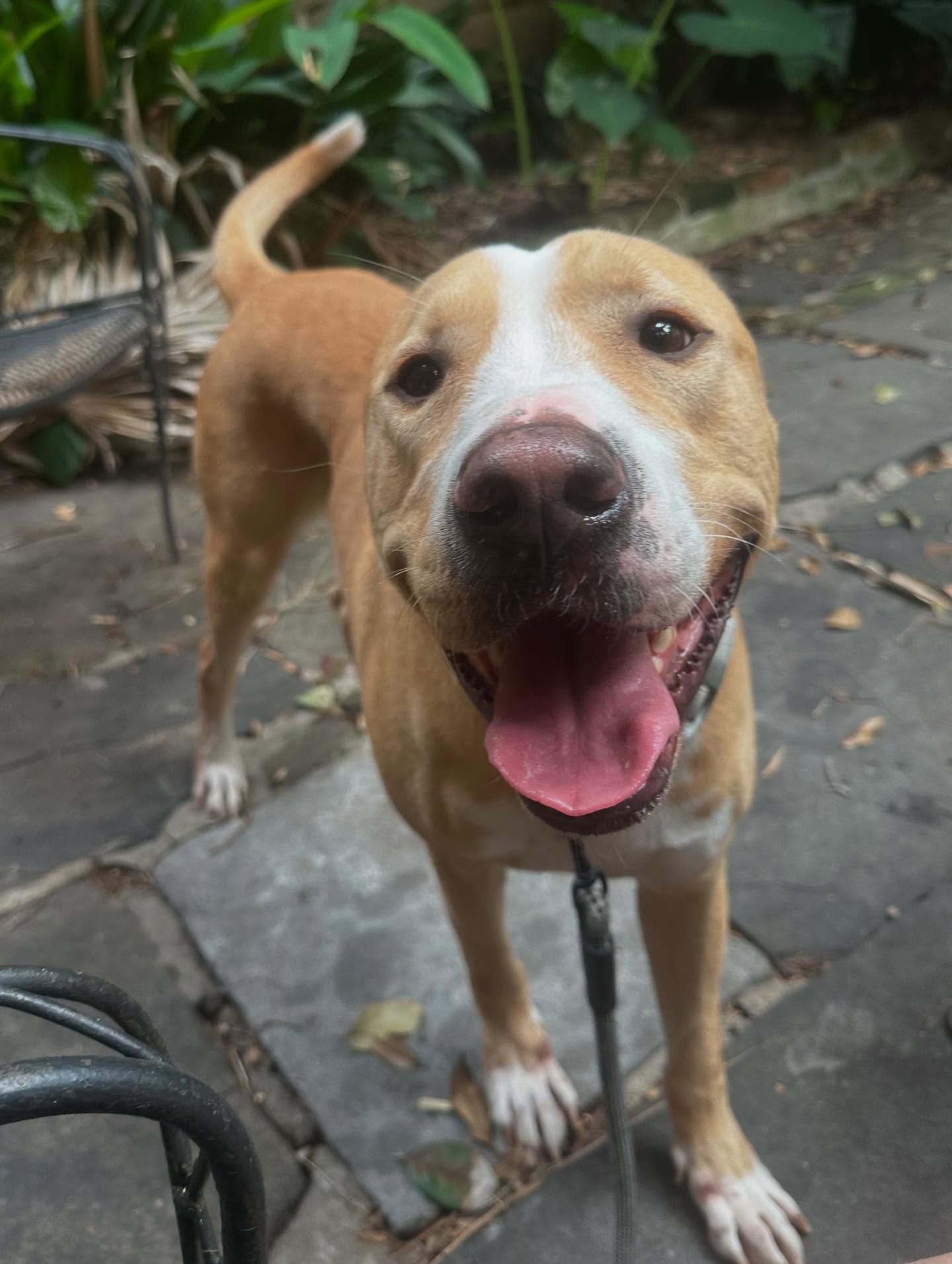 adopt 4