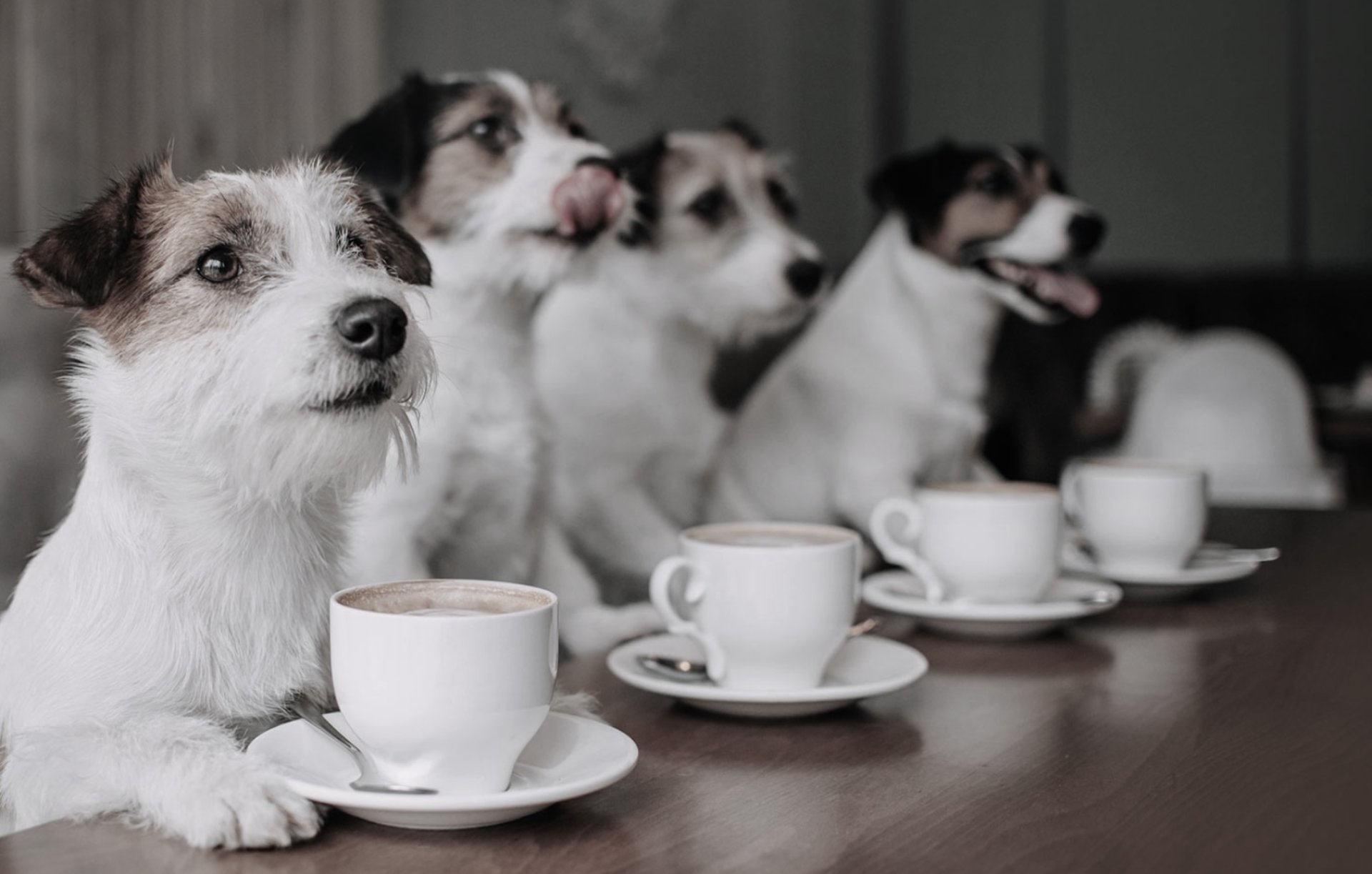 Mid City Mutt Mamas