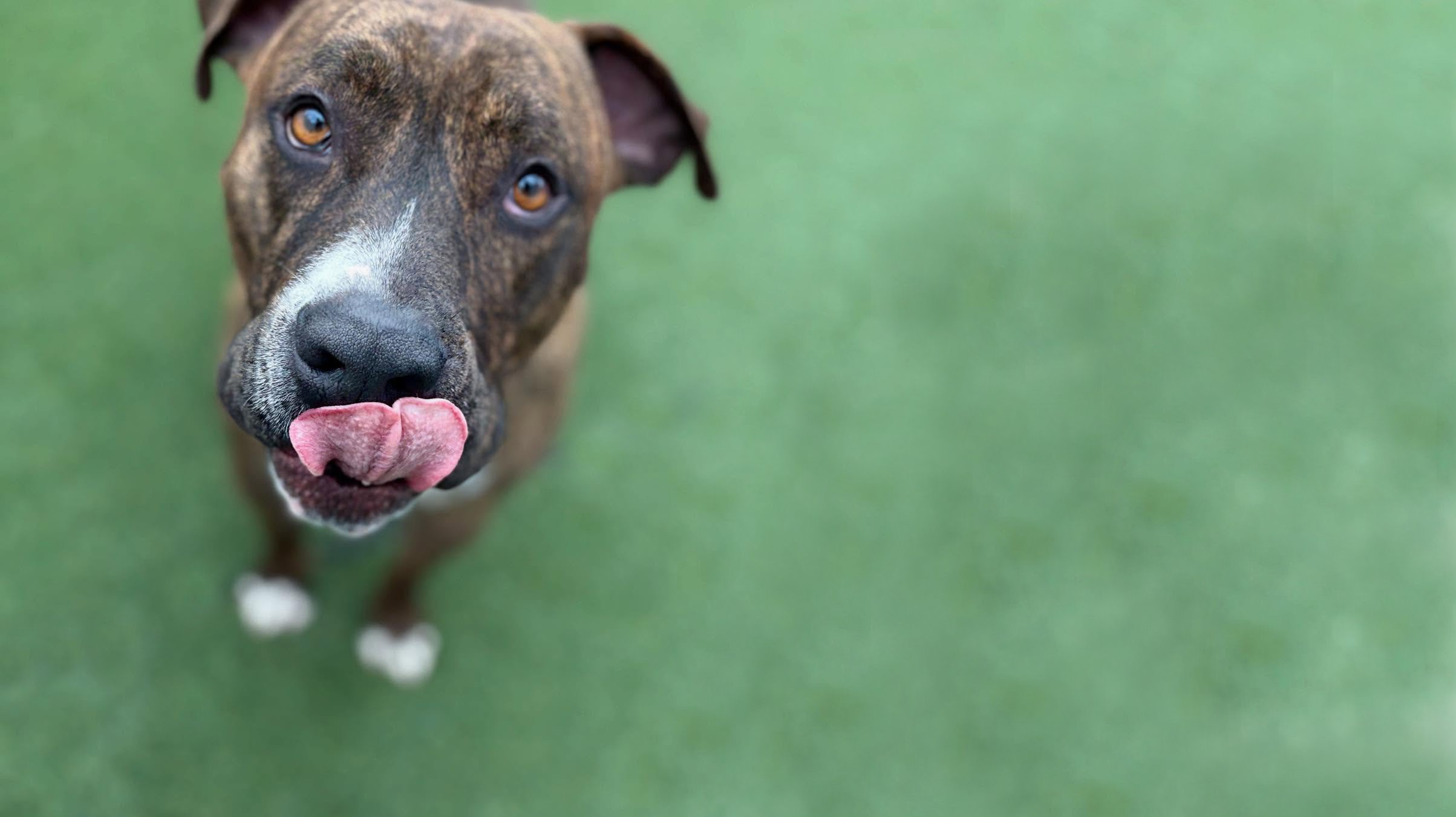 Mid City Mutt Mamas