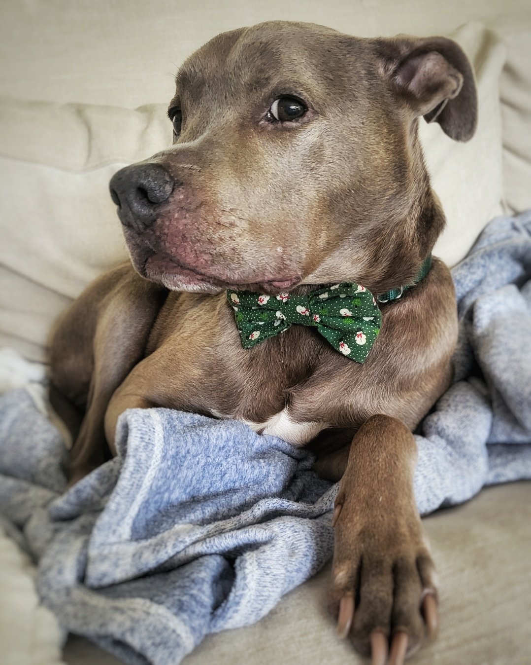 Foster Hero